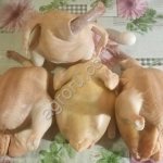 Куры, цыплята бройлеры