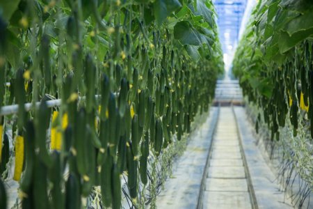 Краткий обзор рынка овощей