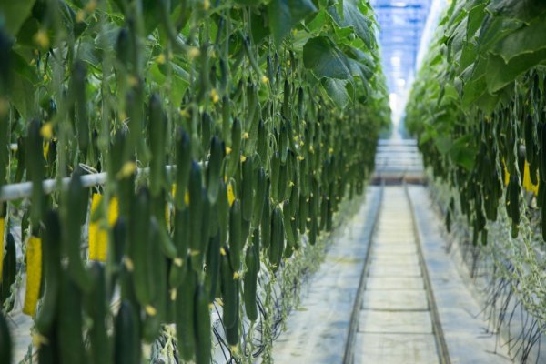 Краткий обзор рынка овощей