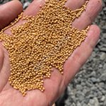 Горчица желтая