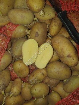 Картофель на переработку