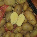Картофель на переработку