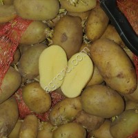 Картофель на переработку