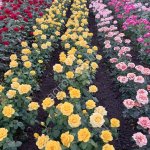 Оптовая роз