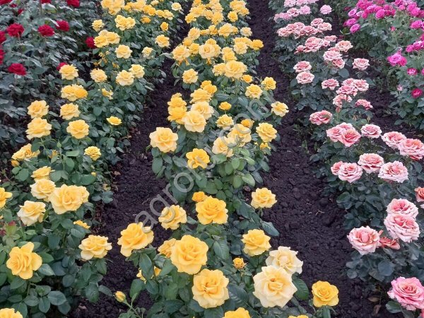 Оптовая роз