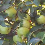 Яблоки.Сорт Симиренко.