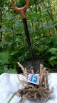 Ясенец Купена неопалимая и Лекарственная