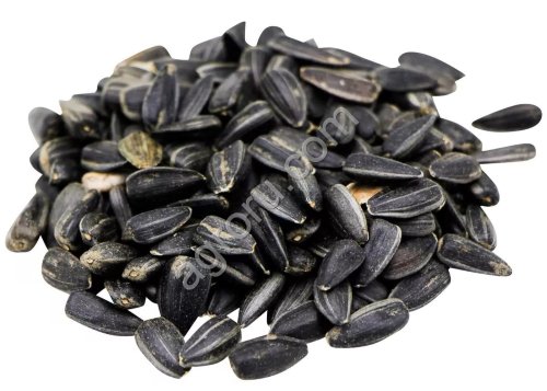 Семена подсолнечника  | ЭКСПОРТ | SUNFLOWER SEEDS FOR SALE