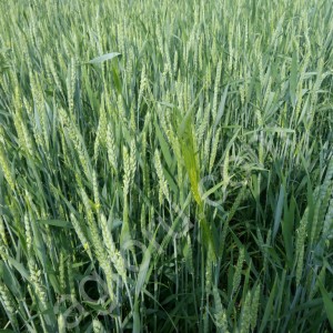 семена яровой пшеницы Тризо