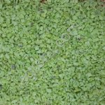 Перец оливковый замороженный куб 10х10