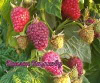 Саженцы ремонтантной малины, сорт Поклон Казакову оптом