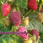 Саженцы ремонтантной малины, сорт Поклон Казакову оптом