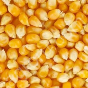 Фуражная кукуруза