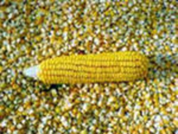 Южная Корея объявила тендер по закупке кукурузы