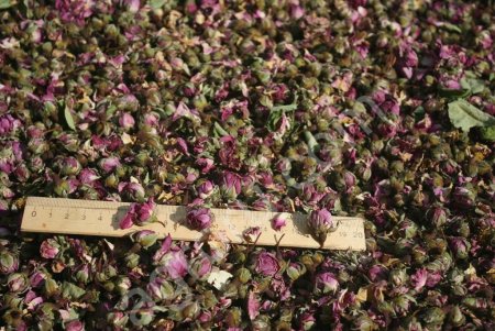 Роза Маскета черенки, эфиромасличная.