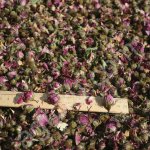 Роза Маскета черенки, эфиромасличная.