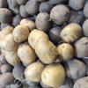 Картофель продовольственно-семенной