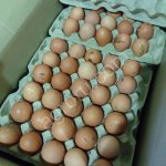 яйцо куриное нестандартное(грязь)