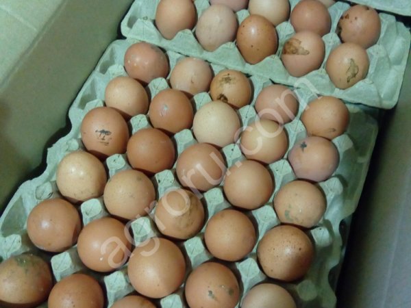 яйцо куриное нестандартное(грязь)