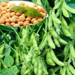 СЕМЕНА СОИ Вилана, Чара, Изидор, Ментор, Шама и др