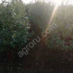 саженцы яблони