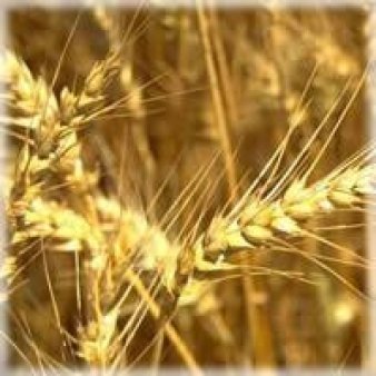 На Национальной товарной бирже сегодня продано 5 тыс. 670 т зерна на 47,709 млн руб.