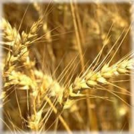 На Национальной товарной бирже сегодня продано 5 тыс. 670 т зерна на 47,709 млн руб.