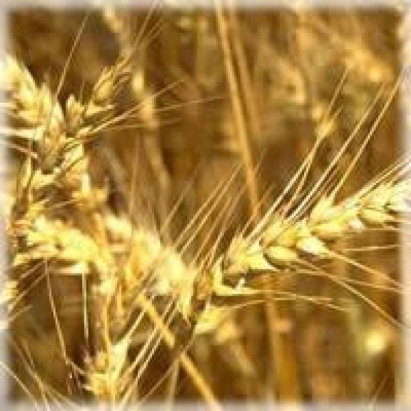 На Национальной товарной бирже сегодня продано 5 тыс. 670 т зерна на 47,709 млн руб.