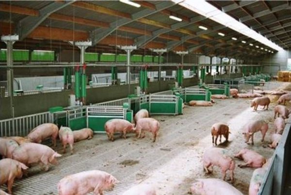 Краснодарский край: поголовье сокращается