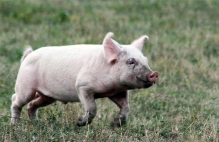 Зачем убивают русскую деревню?