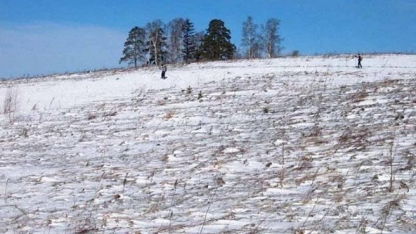 В Волгоградской области непогода погубила 40 процентов посевов озимых