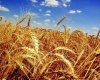 Новый зерновой сезон ожидает рекордный экспорт