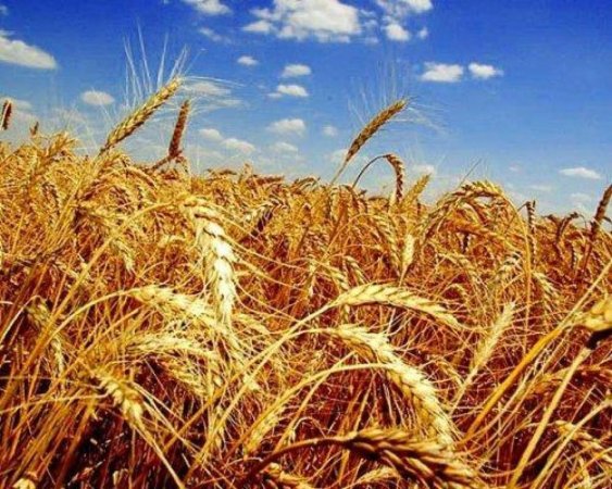 Новый зерновой сезон ожидает рекордный экспорт