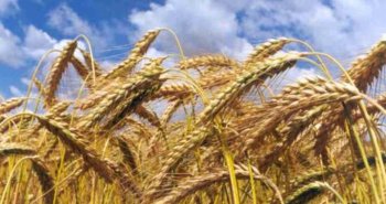 Израиль закупил на тендере фуражную пшеницу. Но дозированно…