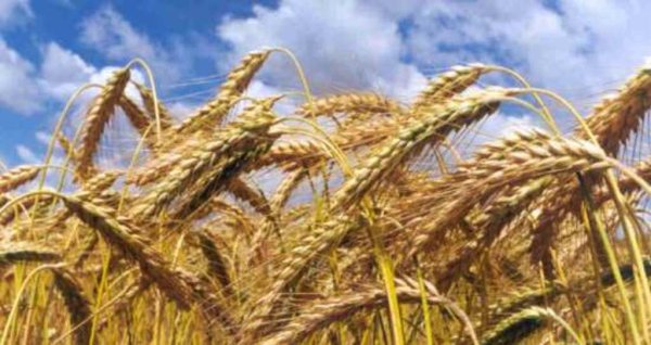 Израиль закупил на тендере фуражную пшеницу. Но дозированно…