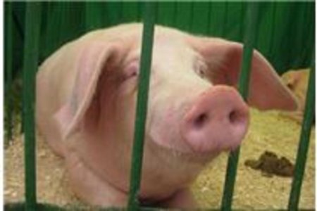 Рост цен на корма животноводы Удмуртии будут компенсировать за счет стоимости свинины