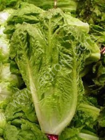 В Башкирии намолочено более 3 млн. тонн зерна