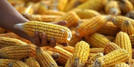 Бразилия приостановила продажи кукурузы из госзапасов