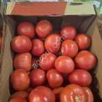 Помидоры Розовые