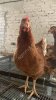 Куры несушки-молодки с доставкой