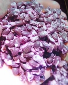 семена хлопка