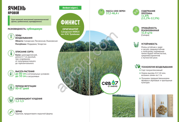 семена ячменя ярового сорта Финист (элита)