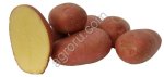 семенной картофель Алуэт от 3000кг от производителя