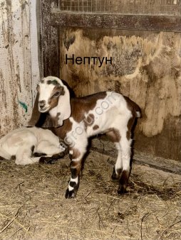 Козлята Камори, битал, нубийские, альпийские