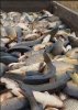 рыбодобывающее и перерабатывающее предприятие