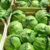 Капуста ранняя весенняя