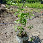 Саженцы ивы кудрявой Матсудана