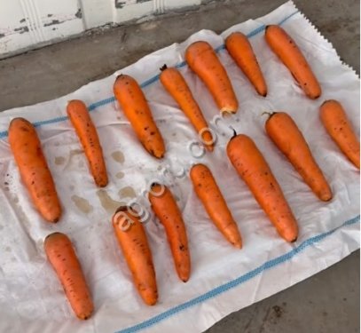 морковь оптом
