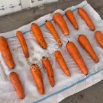 морковь оптом