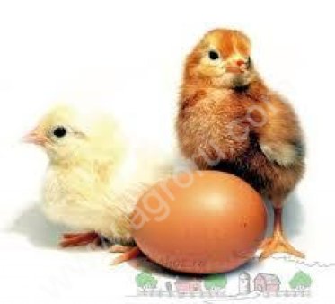 Суточные цыплята Ломан-браун, Ломан-уайт.несушка.